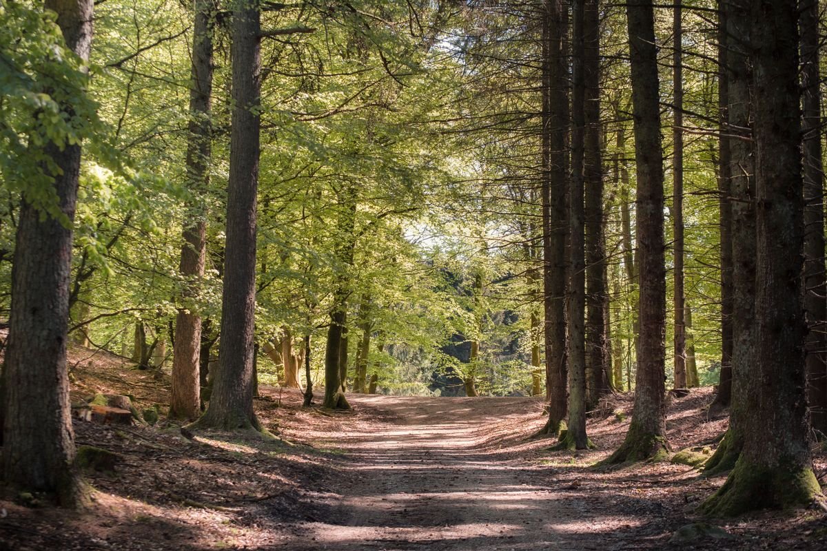 Zonnig zandpad door het dennenbos bij Center Parcs Les Landes de Gascogne