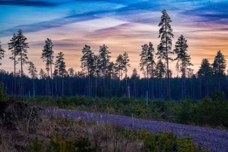 Dennenbos bij Center Parcs Les Trois Forêts in de Franse Lorraine