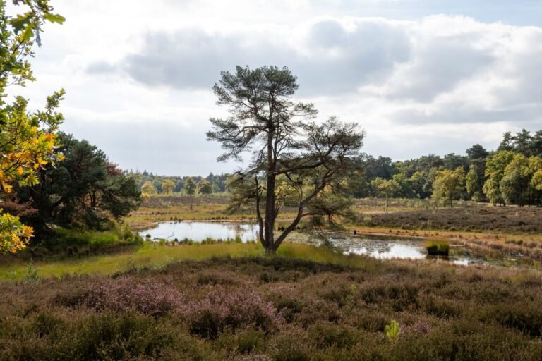 Paarse heide en natuur in Noord-Limburg bij Roompot Arcen