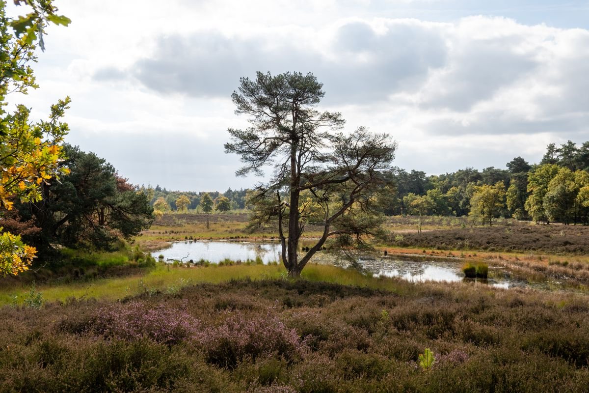 Paarse heide en natuur in Noord-Limburg bij Roompot Arcen