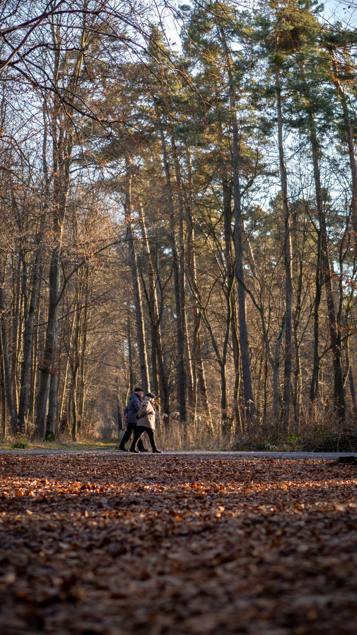 Mensen wandelen over een bospad in de Kempen, vlak bij Sunparks