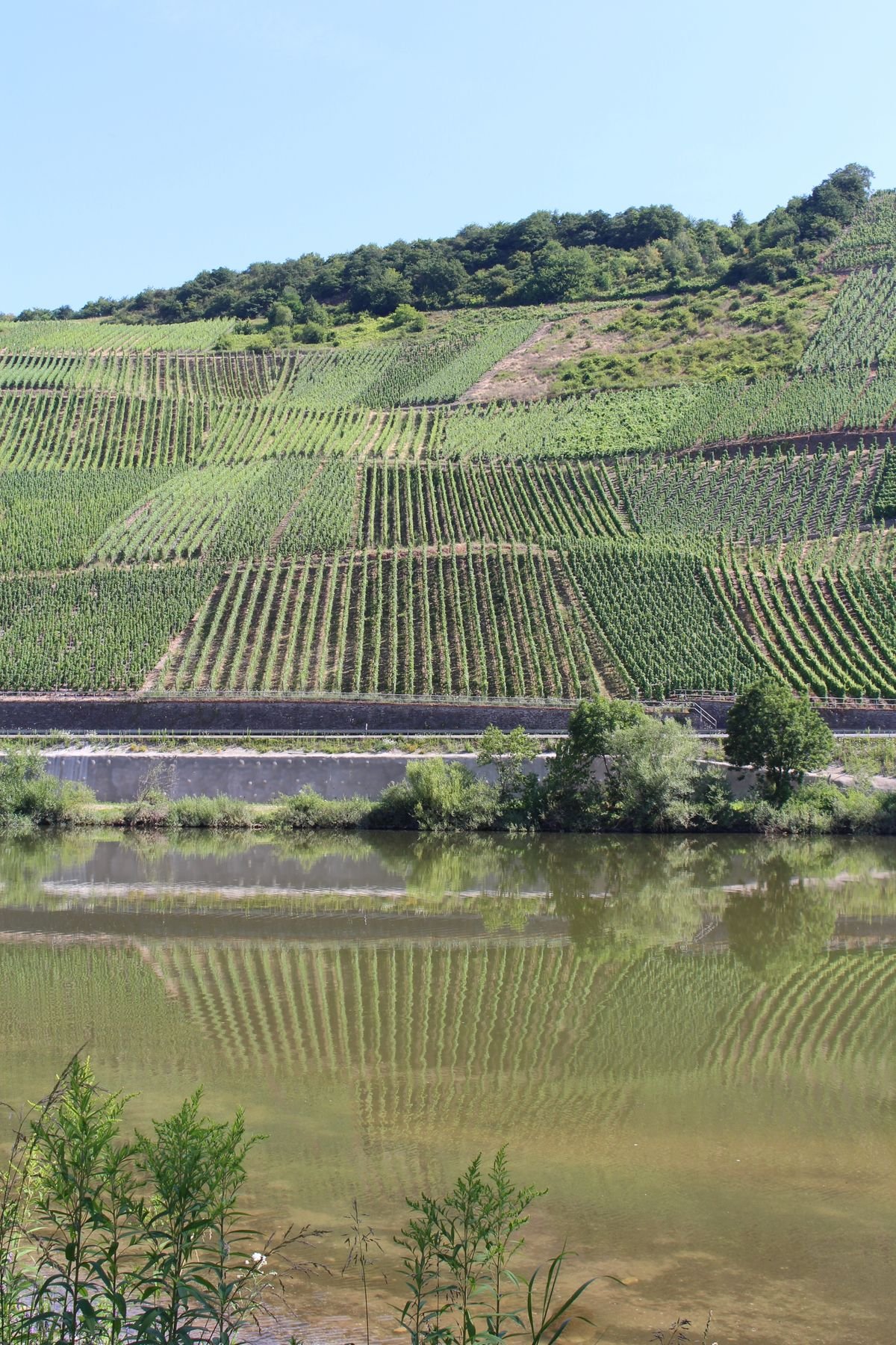 Wijngaarden weerspiegeld in de Moezel bij Cochem
