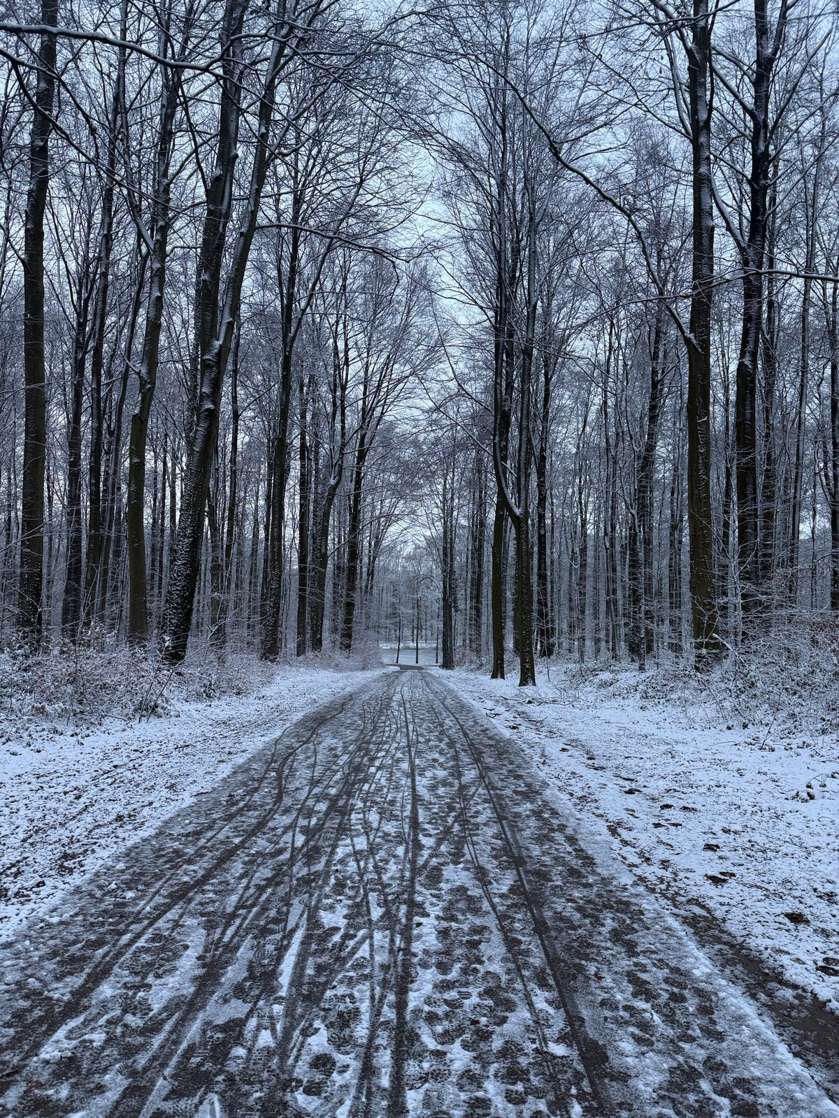 Besneeuwd bospad tijdens de krokusvakantie