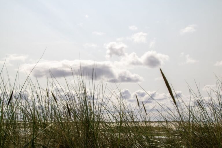 Rustig strandgras in de duinen aan de Noordzeekust bij Roompot Nieuwvliet-Bad