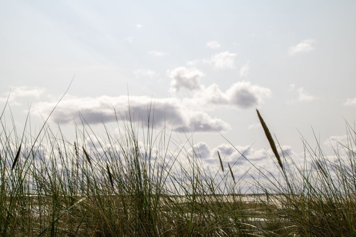 Rustig strandgras in de duinen aan de Noordzeekust bij Roompot Nieuwvliet-Bad