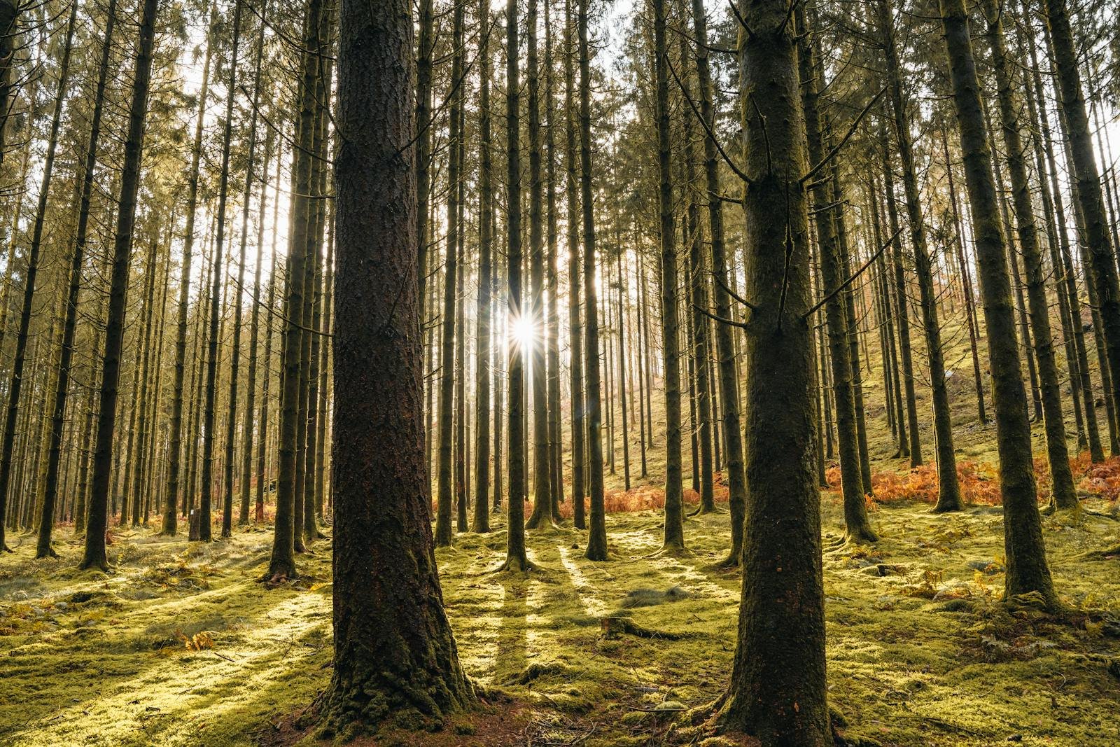 Zonnig bos in de Belgische Ardennen Wallonie