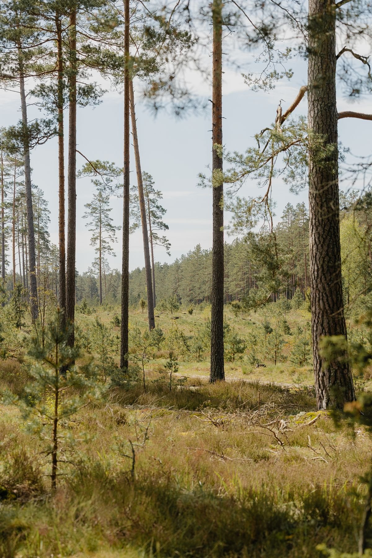Dennenbos en heide in de Kempen bij Mol, omgeving Sunparks Kempense Meren