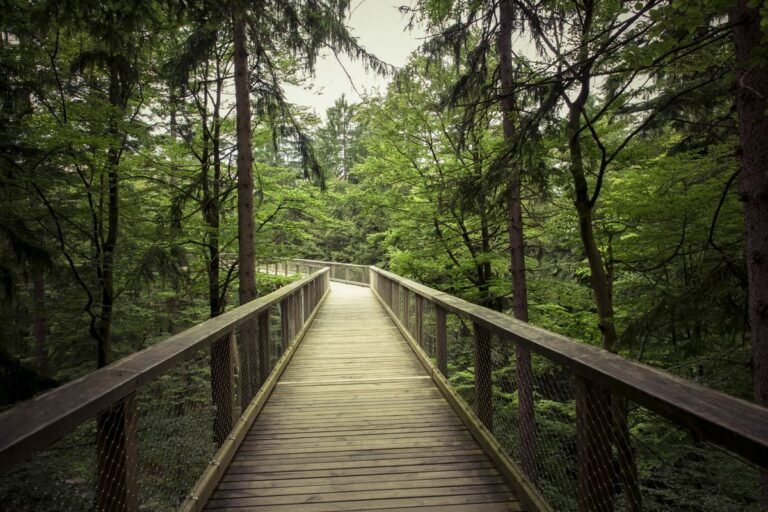 Houten wandelpad door een groen bos, sfeerbeeld voor een Sunparks vakantiepark