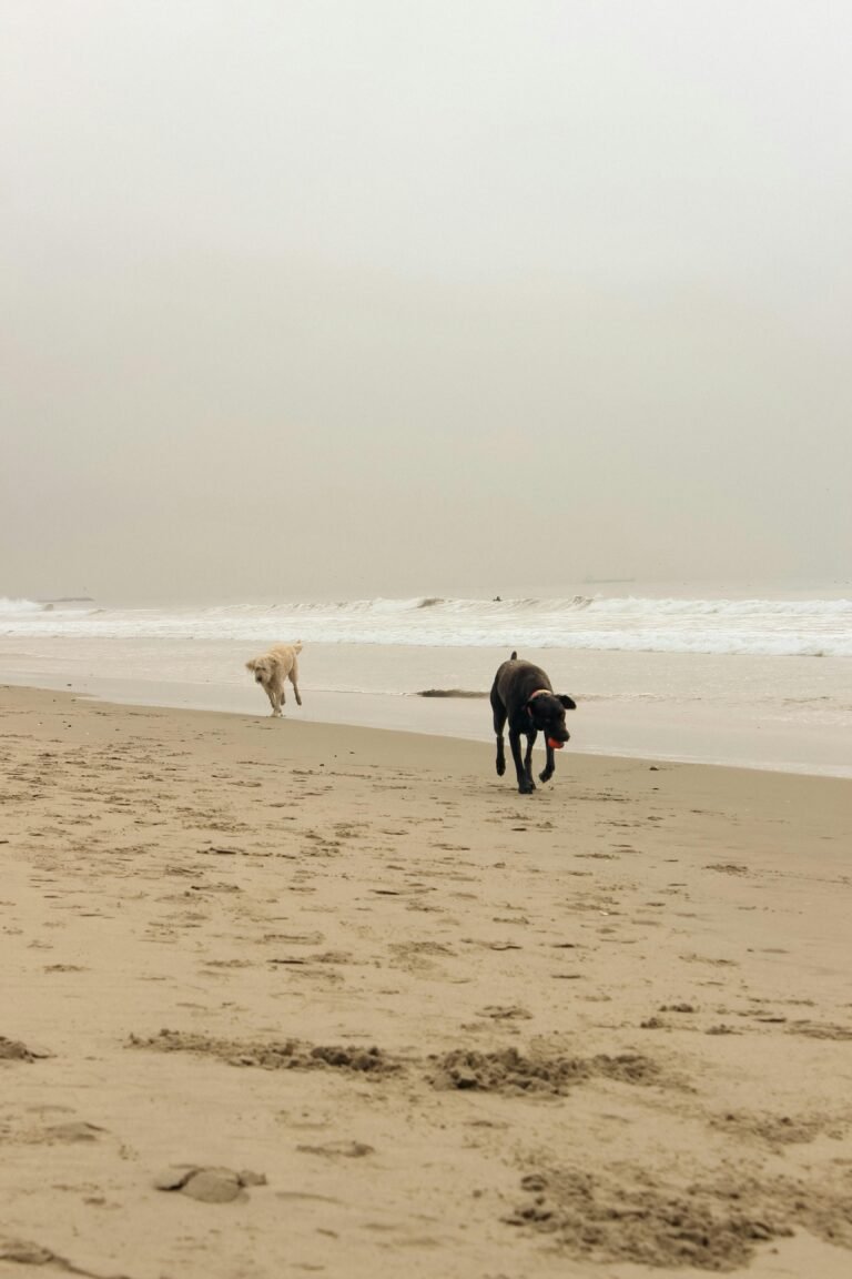 Vakantiehuis aan zee met omheinde tuin en honden welkom