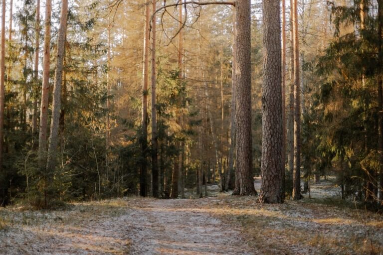 Zonnig bospad in de natuur, sfeerbeeld bij vakantieparken vergelijken