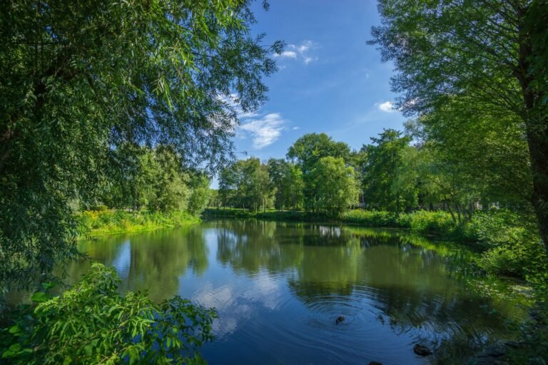 Groen meer omringd door zomerse bomen, sfeerbeeld bij Center Parcs Villages Nature Paris