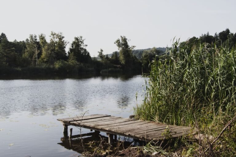 Rustig randmeer met riet en steiger, sfeer van het water bij Center Parcs De Eemhof