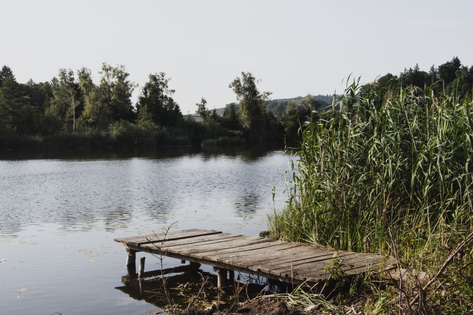 Rustig randmeer met riet en steiger, sfeer van het water bij Center Parcs De Eemhof