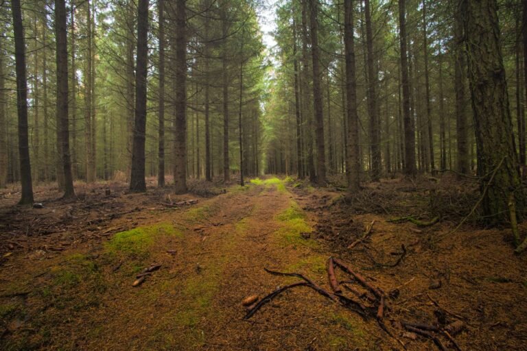 Wandelpad door een zonnig dennenbos in de Belgische Kempen, de natuur rond Center Parcs De Vossemeren