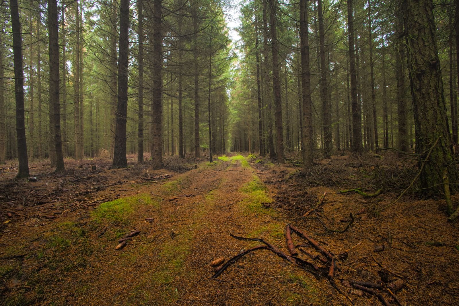 Wandelpad door een zonnig dennenbos in de Belgische Kempen, de natuur rond Center Parcs De Vossemeren
