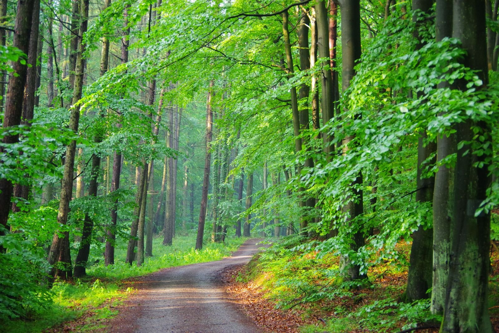 Groen bospad door de bossen rondom Center Parcs Het Meerdal in Limburg