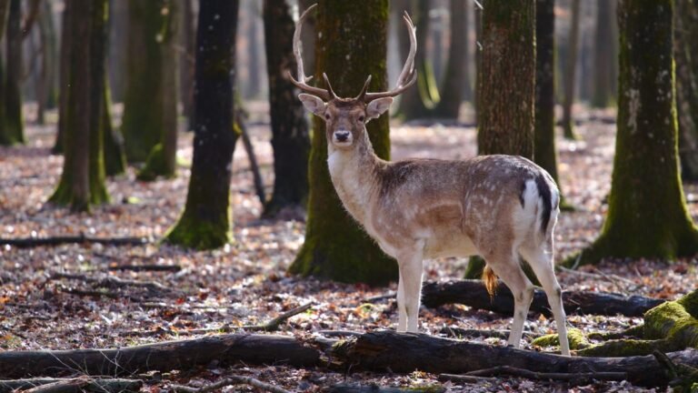 Damhert in het bos van Center Parcs Le Bois aux Daims