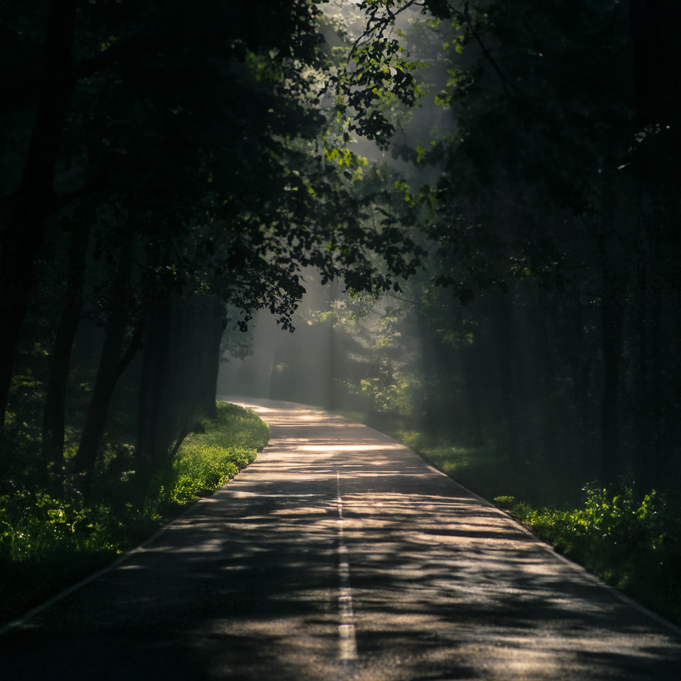 Zonlicht op een bospad in Normandie richting Center Parcs Les Bois-Francs