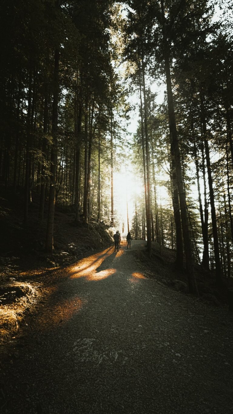 Wandelpad door een zonovergoten naaldbos, sfeerbeeld bij Center Parcs Les Trois Forêts