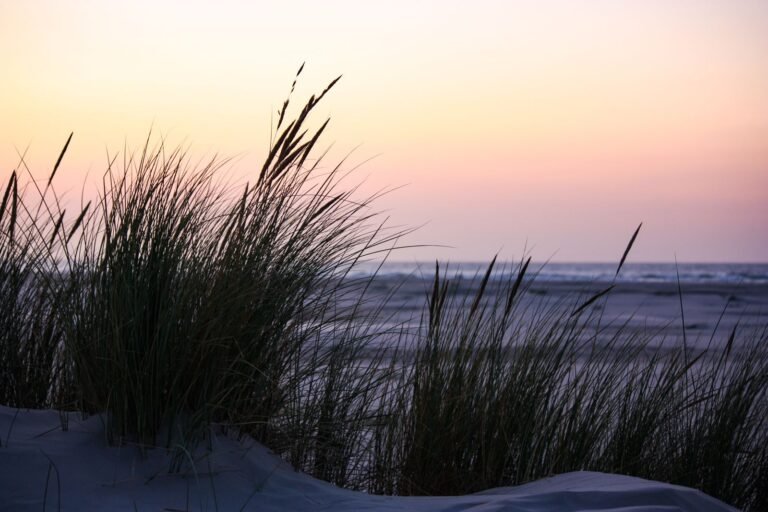 Duinen en helmgras aan de Noordzeekust bij Center Parcs Port Zélande
