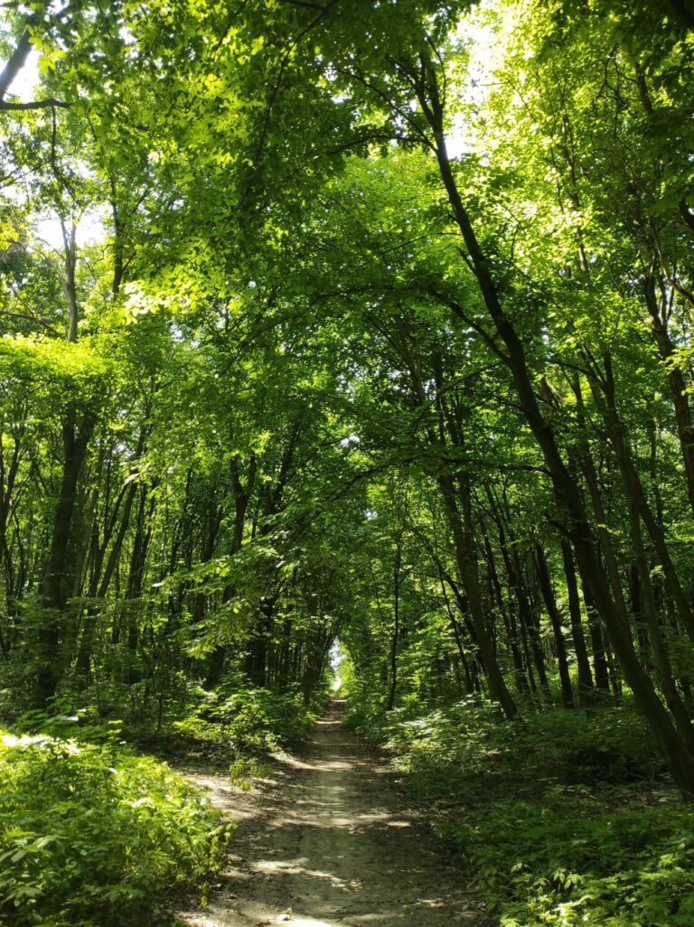 Zonnig bospad in het groene bos rond Center Parcs Het Heijderbos