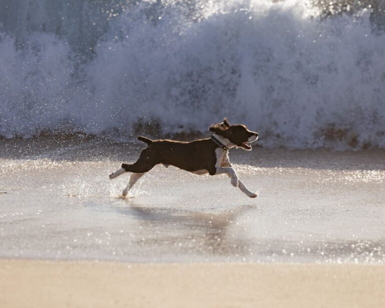 Hond rent over het strand bij de zee, zoals bij Roompot Beach Resort in Kamperland