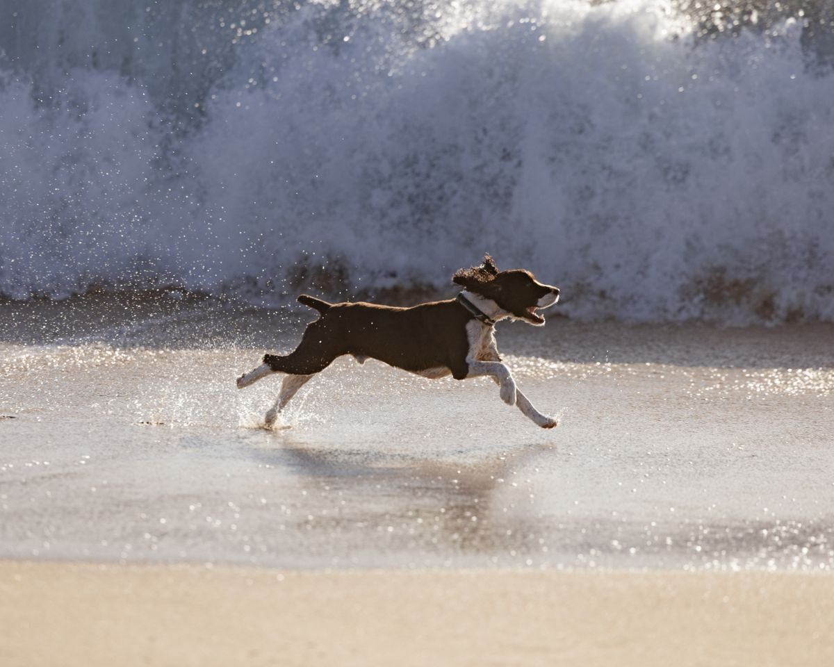 Hond rent over het strand bij de zee, zoals bij Roompot Beach Resort in Kamperland