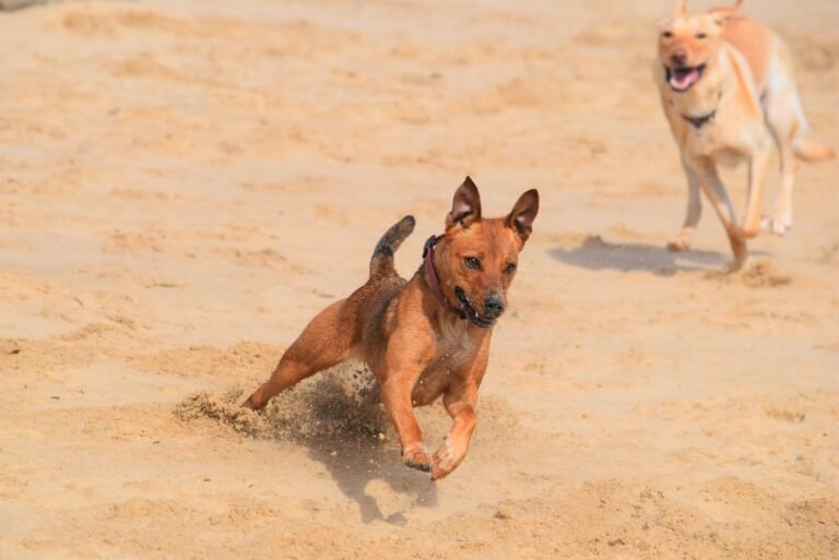 Twee honden rennen over het strand bij Nieuwvliet-Bad