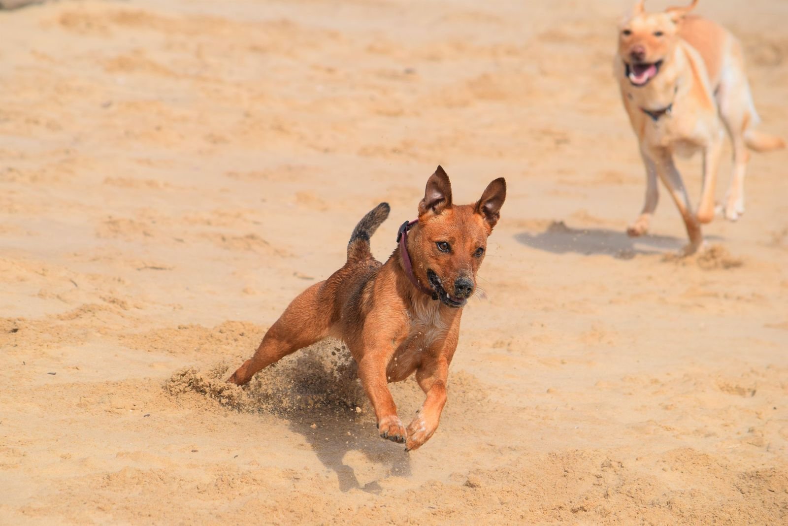 Twee honden rennen over het strand bij Nieuwvliet-Bad