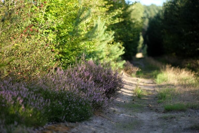 Zonnig bospad met bloeiende paarse heide in Drenthe, de omgeving van Center Parcs De Huttenheugte