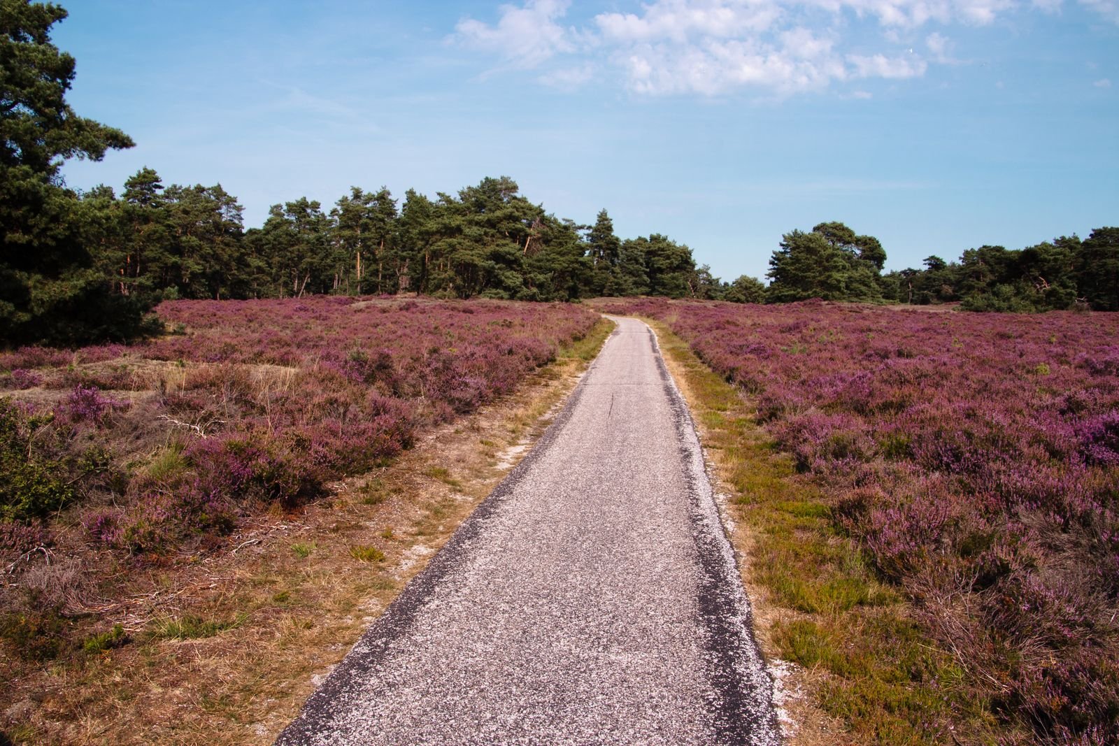 Paarse heide en bospad in de natuur bij Center Parcs Limburgse Peel