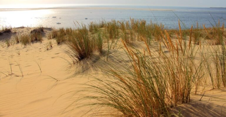 Zonnige duinen met helmgras en zee aan de Zeeuwse kust bij Roompot Beach Resort Kamperland