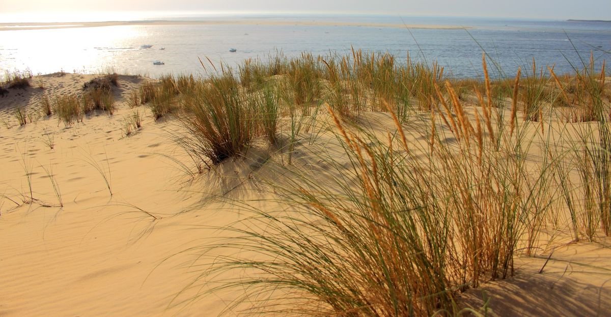 Zonnige duinen met helmgras en zee aan de Zeeuwse kust bij Roompot Beach Resort Kamperland