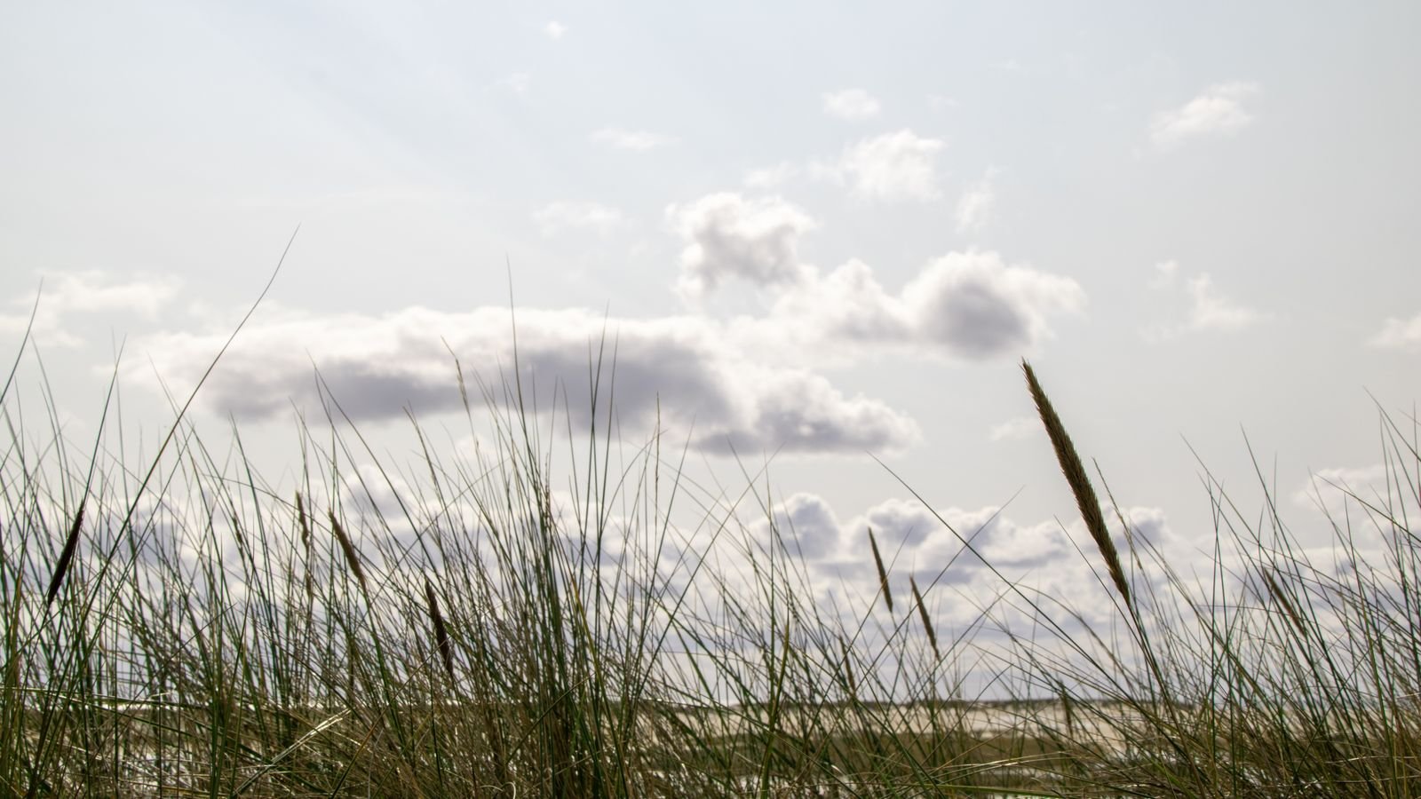 Helmgras en duinen aan de Zeeuwse kust bij Beach Resort Kamperland