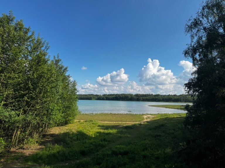Bos aan een meer bij Center Parcs De Vossemeren in de Kempen