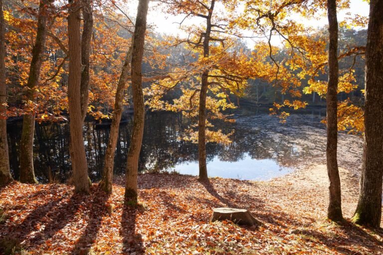 Herfstbos met ven bij Center Parcs Erperheide in Belgisch Limburg