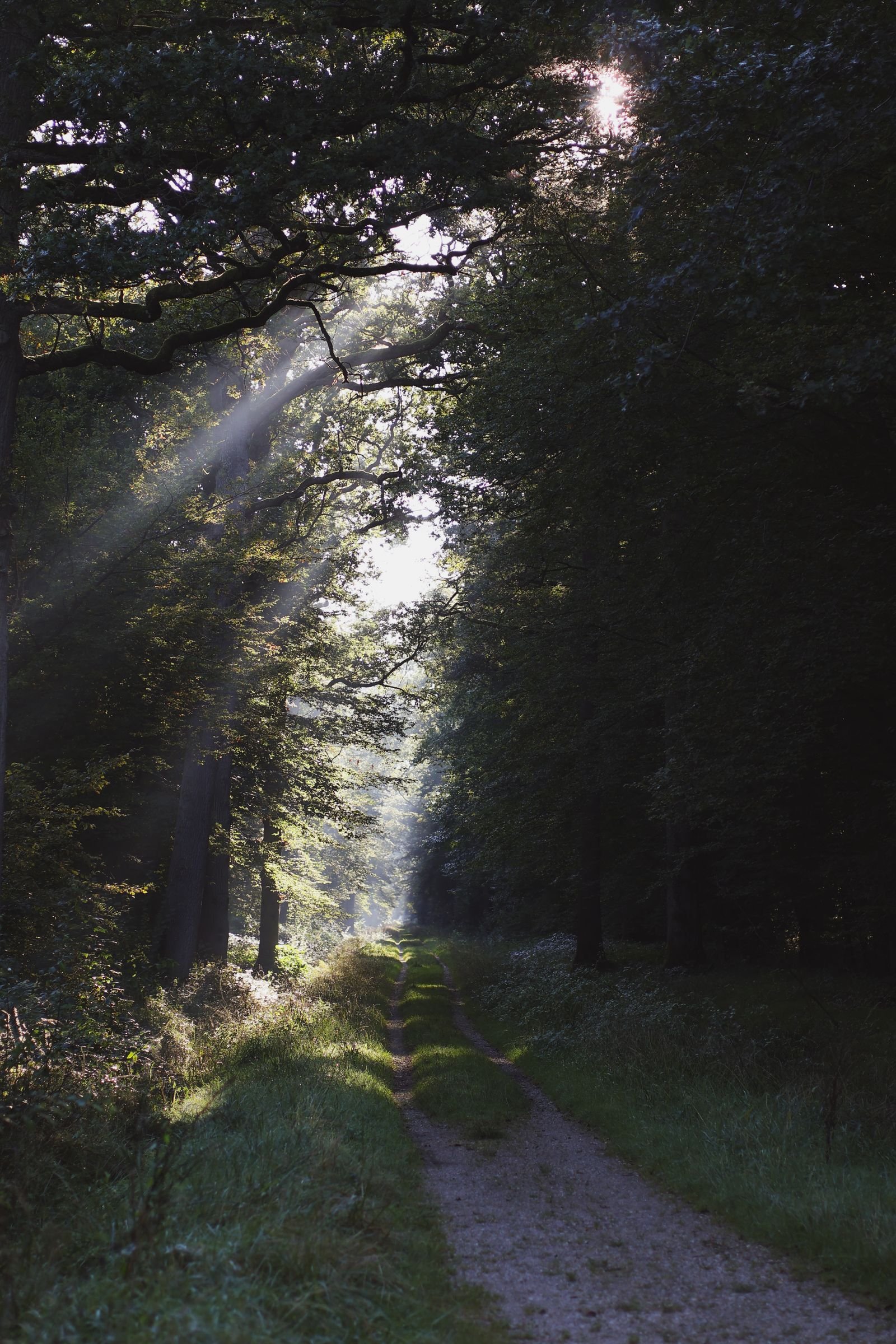 Zonlicht valt door de bomen op een bospad, sfeerbeeld bij Center Parcs Het Meerdal in Limburg