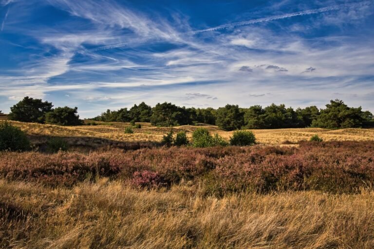 Bloeiende paarse heide met dennenbos in Drenthe, de omgeving van Center Parcs De Huttenheugte
