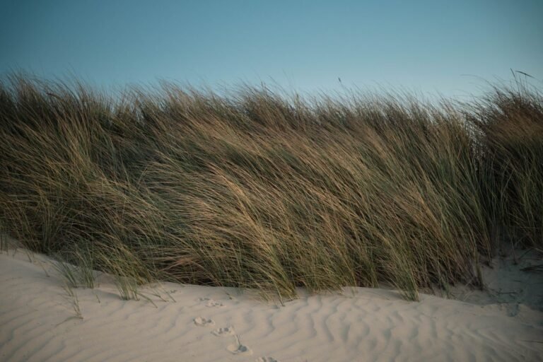 Duinen met helmgras aan het Noordzeestrand bij Nieuwvliet-Bad in Zeeland