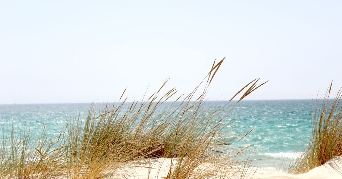 Duingras aan de Noordzeekust bij een strandvakantiepark in Zeeland