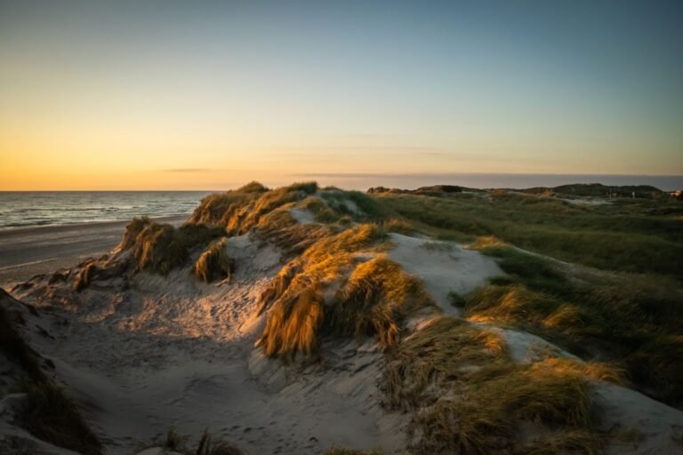 Duinen met helmgras en de Noordzee in het gouden avondlicht bij de Zeeuwse kust