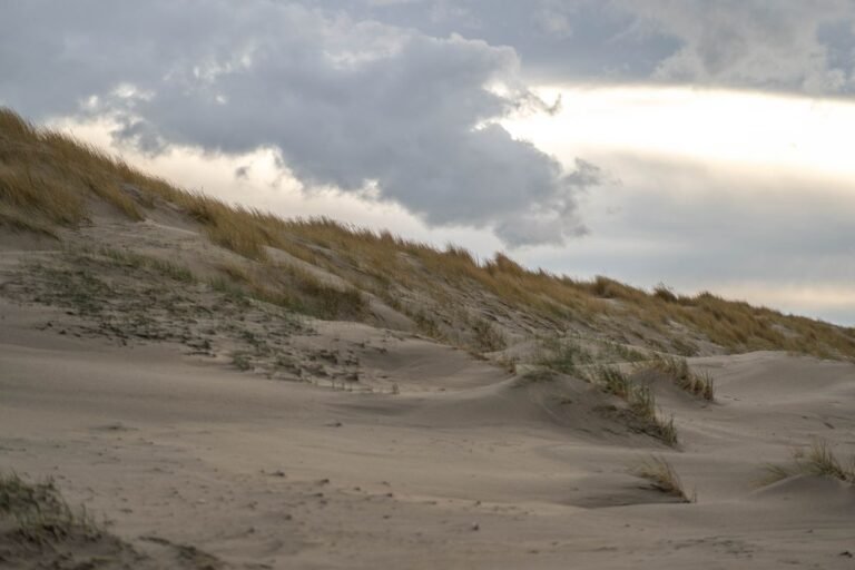 Duinen met helmgras aan de Noordzeekust bij Nieuwvliet-Bad in Zeeland