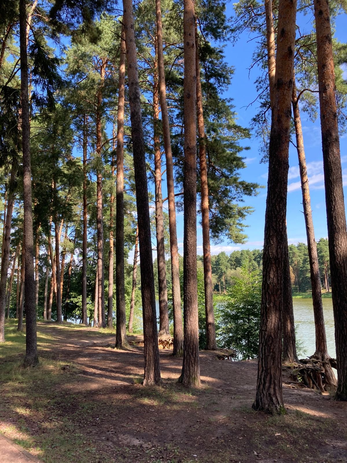 Dennenbos aan een meer in de Kempen, vergelijkbaar met de omgeving van Sunparks Kempense Meren in Mol