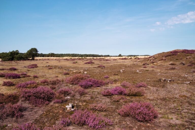 Paarse heide op de Veluwe bij Nunspeet, vlakbij EuroParcs Veluwemeer