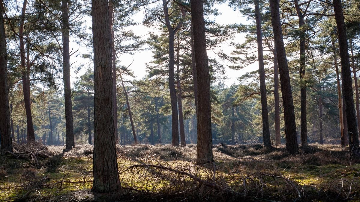 Zonnig dennenbos in de Belgische Kempen, zoals rond Center Parcs De Vossemeren
