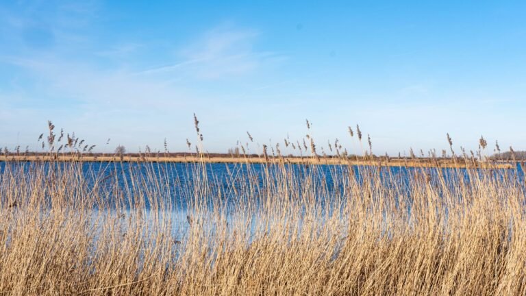 Meer met riet in Flevoland, sfeerbeeld bij Center Parcs De Eemhof