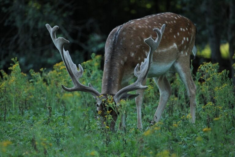 Damhert in het bos bij Center Parcs Le Bois aux Daims