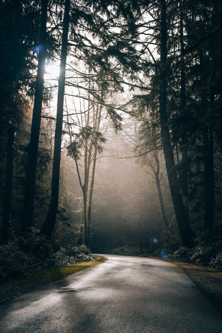 Zonlicht in het naaldbos van de Ardennen bij Center Parcs Les Ardennes