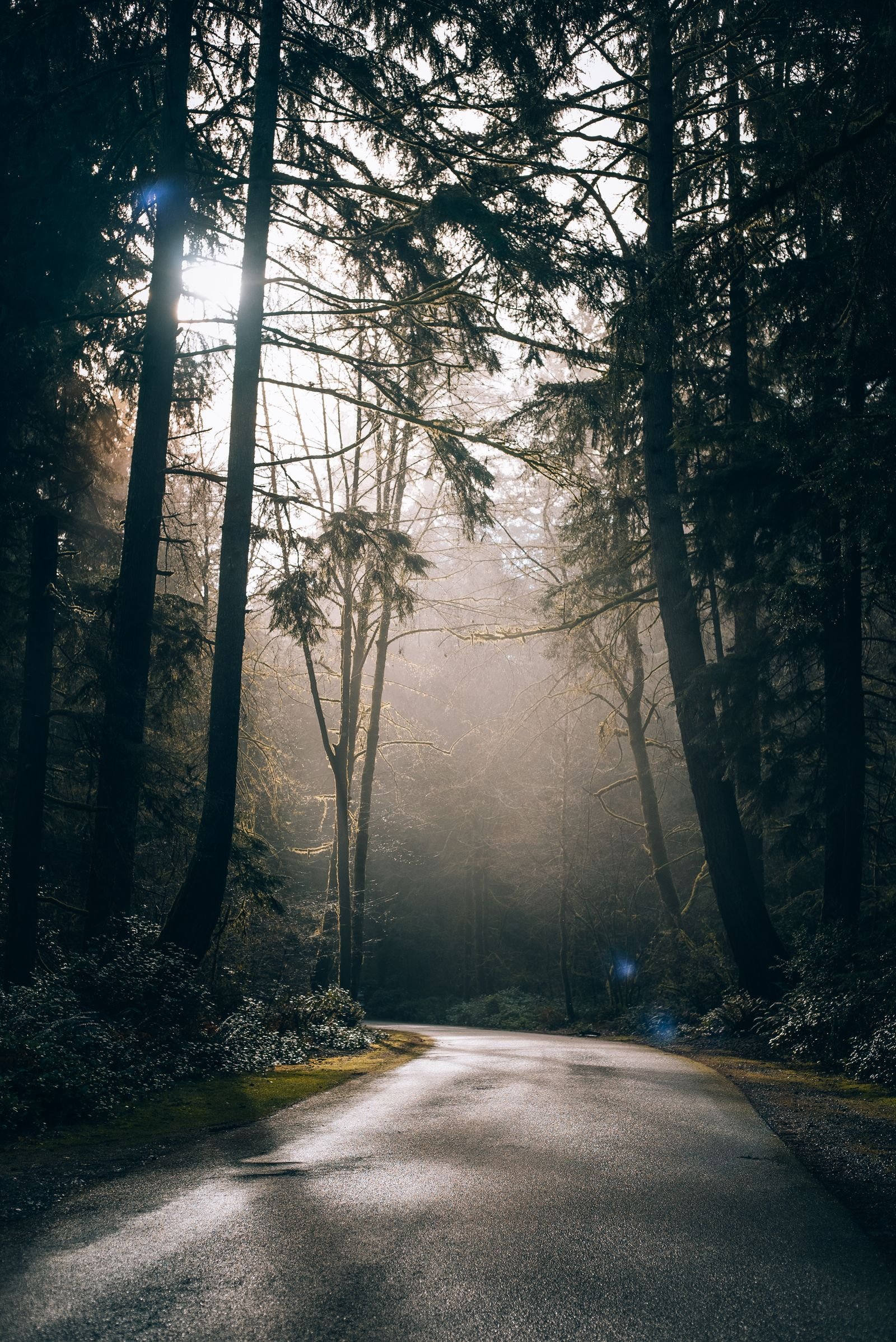 Zonlicht in het naaldbos van de Ardennen bij Center Parcs Les Ardennes