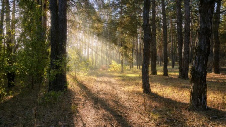 Zonnig dennenbos met bospad bij Center Parcs Les Trois Forets